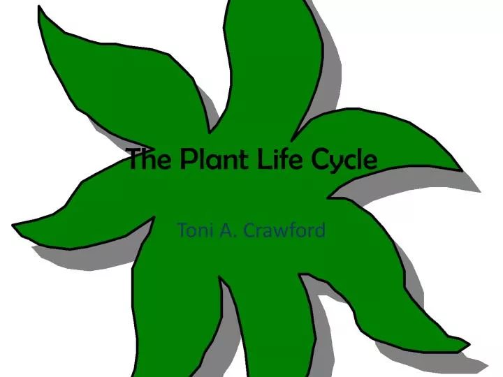 the plant life cycle