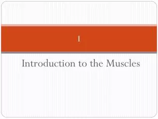 Introduction to the Muscles