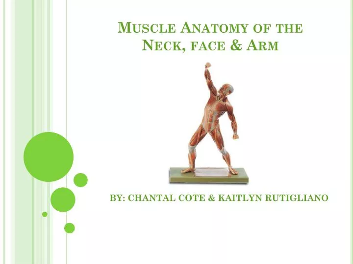 muscle anatomy of the neck face arm