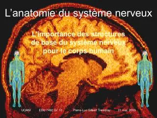 PPT - Anatomie Du Syst Me Nerveux PowerPoint Presentation, Free ...