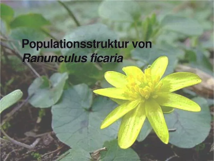 populationsstruktur von ranunculus ficaria