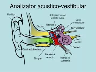 ana lizator acustico vestibular