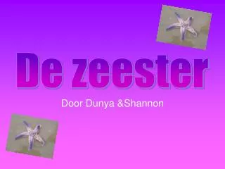 door dunya shannon