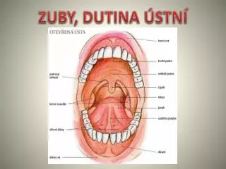 zuby dutina stn