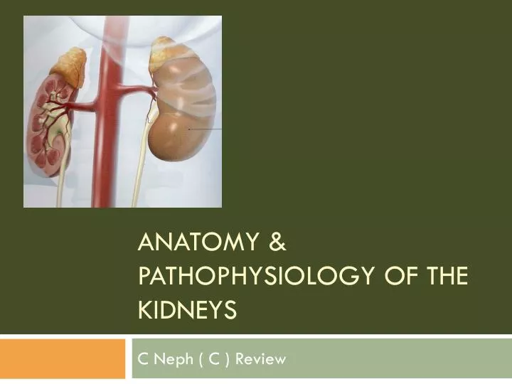 anatomy pathophysiology of the kidneys