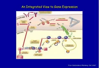 An Integrated View to Gene Expression