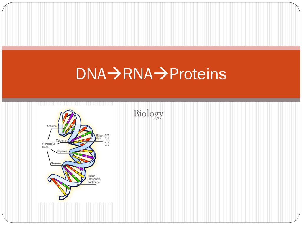 PPT - DNA RNA Proteins PowerPoint Presentation, free download - ID:5944128