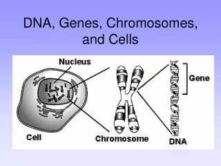 DNA, Genes, Chromosomes, and Cells