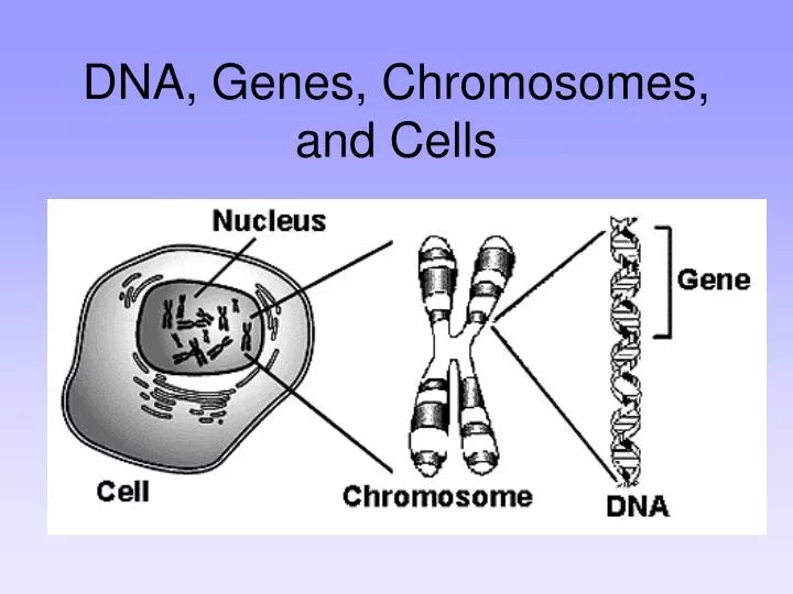 PPT - DNA, Genes, Chromosomes, and Cells PowerPoint Presentation, free ...
