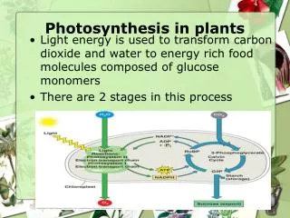 Photosynthesis in plants