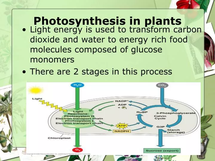 photosynthesis in plants