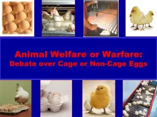 Animal Welfare or Warfare: Debate over Cage or Non-Cage Eggs