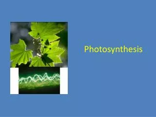 Photosynthesis