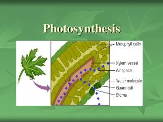 Photosynthesis