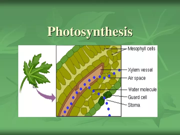 photosynthesis