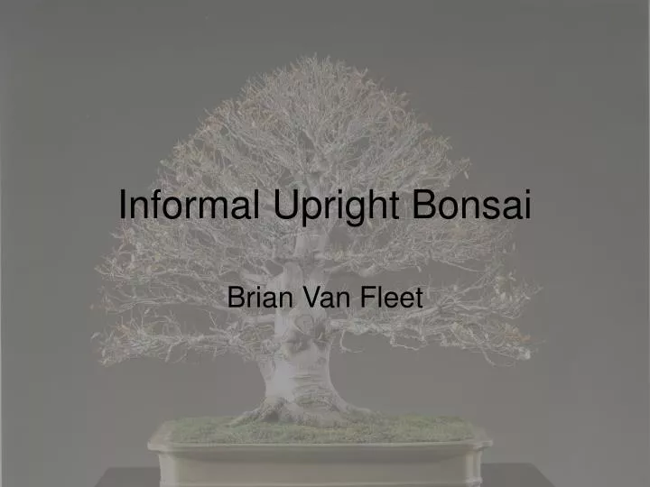 informal upright bonsai