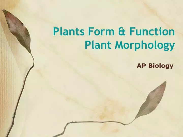 plants form function plant morphology