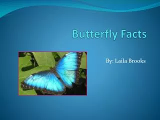 Butterfly Facts