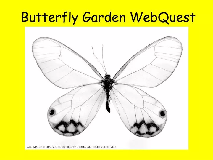 butterfly garden webquest
