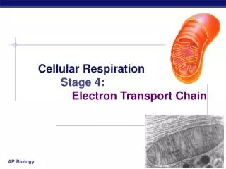 Cellular Respiration Stage 4: 		Electron Transport Chain