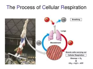 T he P rocess of C ellular R espiration