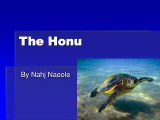 The Honu