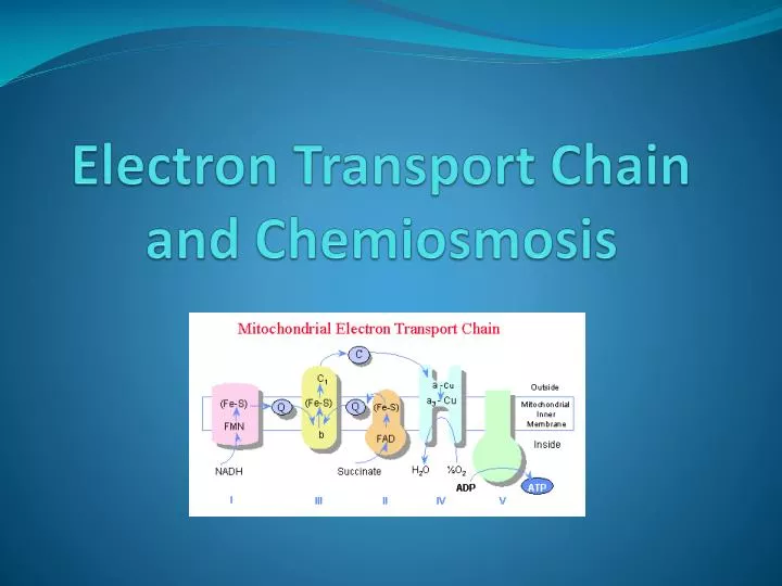electron transport chain and chemiosmosis