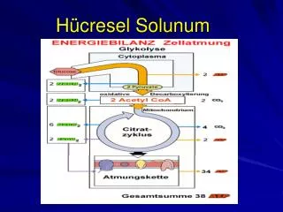 h cresel solunum