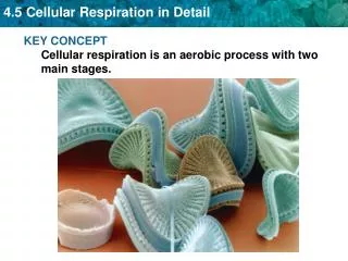 KEY CONCEPT Cellular respiration is an aerobic process with two main stages.