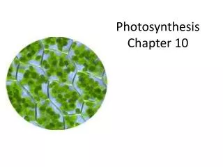 Photosynthesis Chapter 10