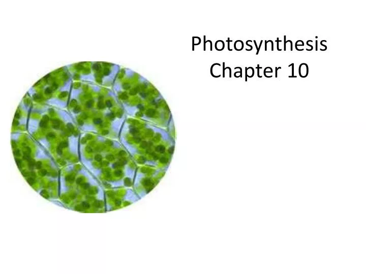 photosynthesis chapter 10