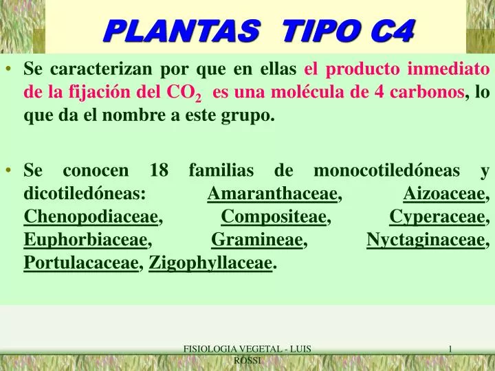 plantas tipo c4