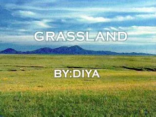 GRASSLAND