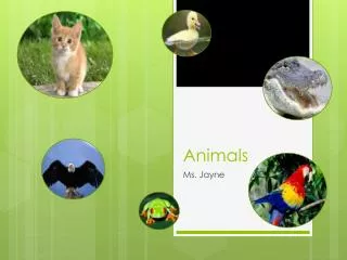 Animals