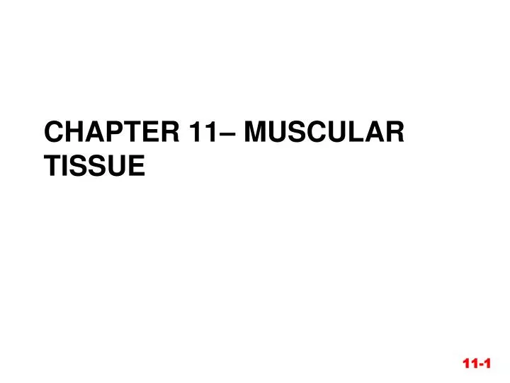 chapter 11 muscular tissue