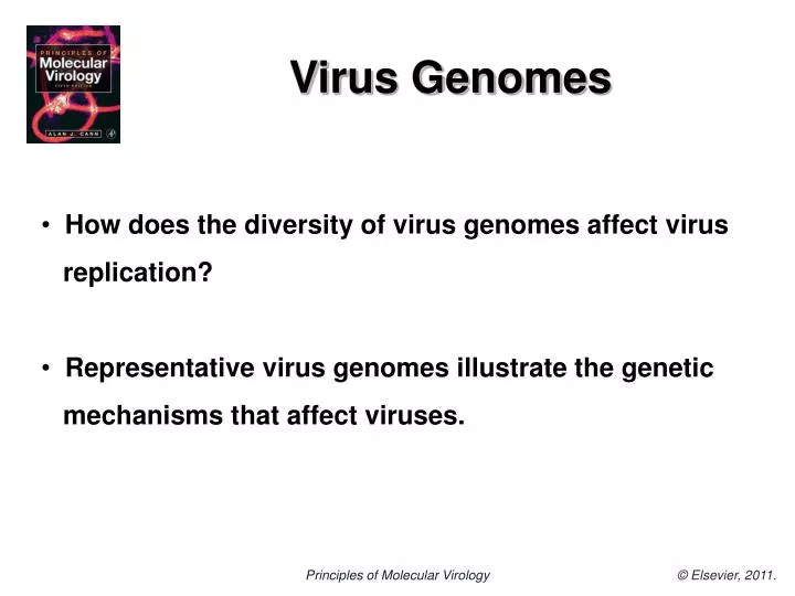 virus genomes