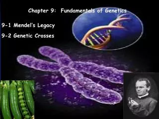 Chapter 9: Fundamentals of Genetics
