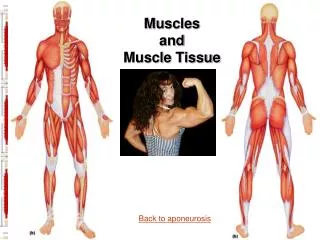 Muscles and Muscle Tissue