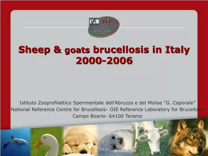 sheep goats brucellosis in italy 2000 2006