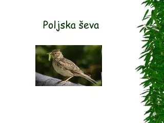 poljska eva