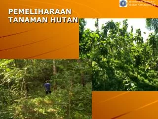 pemeliharaan tanaman hutan