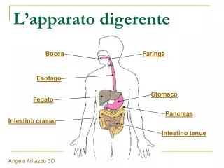 l apparato digerente