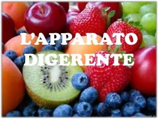 l apparato digerente