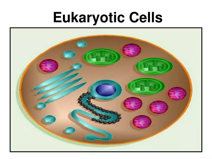 eukaryotic cells