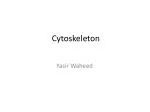 Cytoskeleton - slide 1
