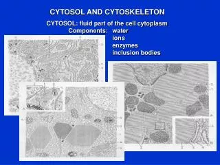 CYTOSOL AND CYTOSKELETON