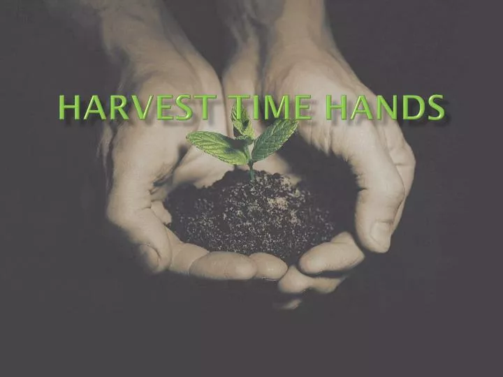 harvest time hands