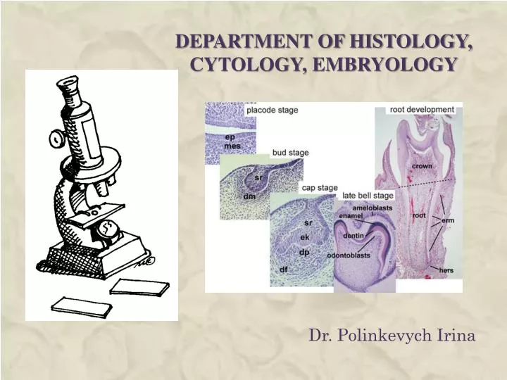 department of histology cytology embryology