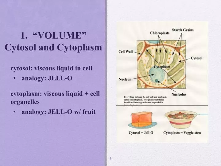 1 volume cytosol and cytoplasm