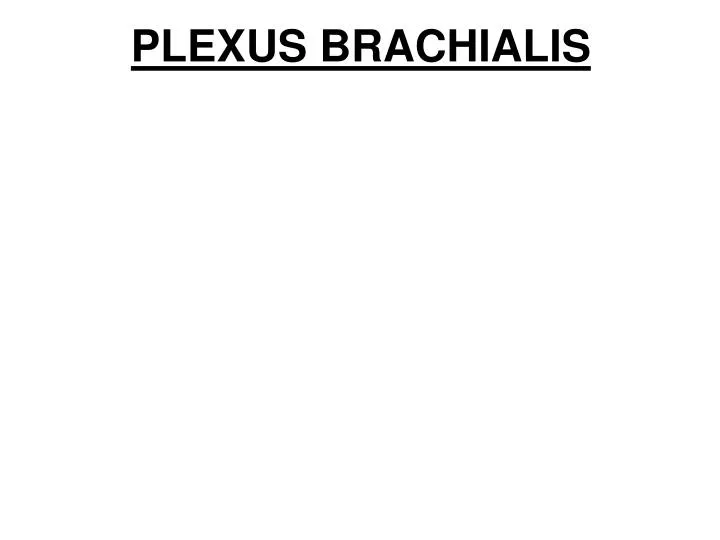 plexus brachialis